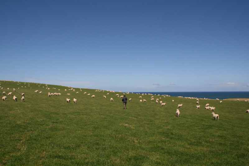 Nieuw-Zeeland 2011 - 1795